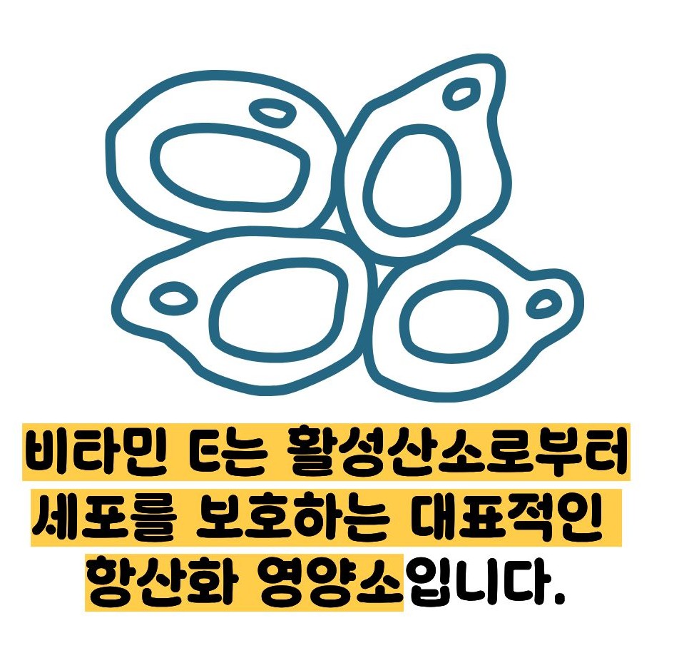 비타민e의 효능
