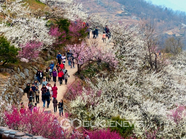 매화축제