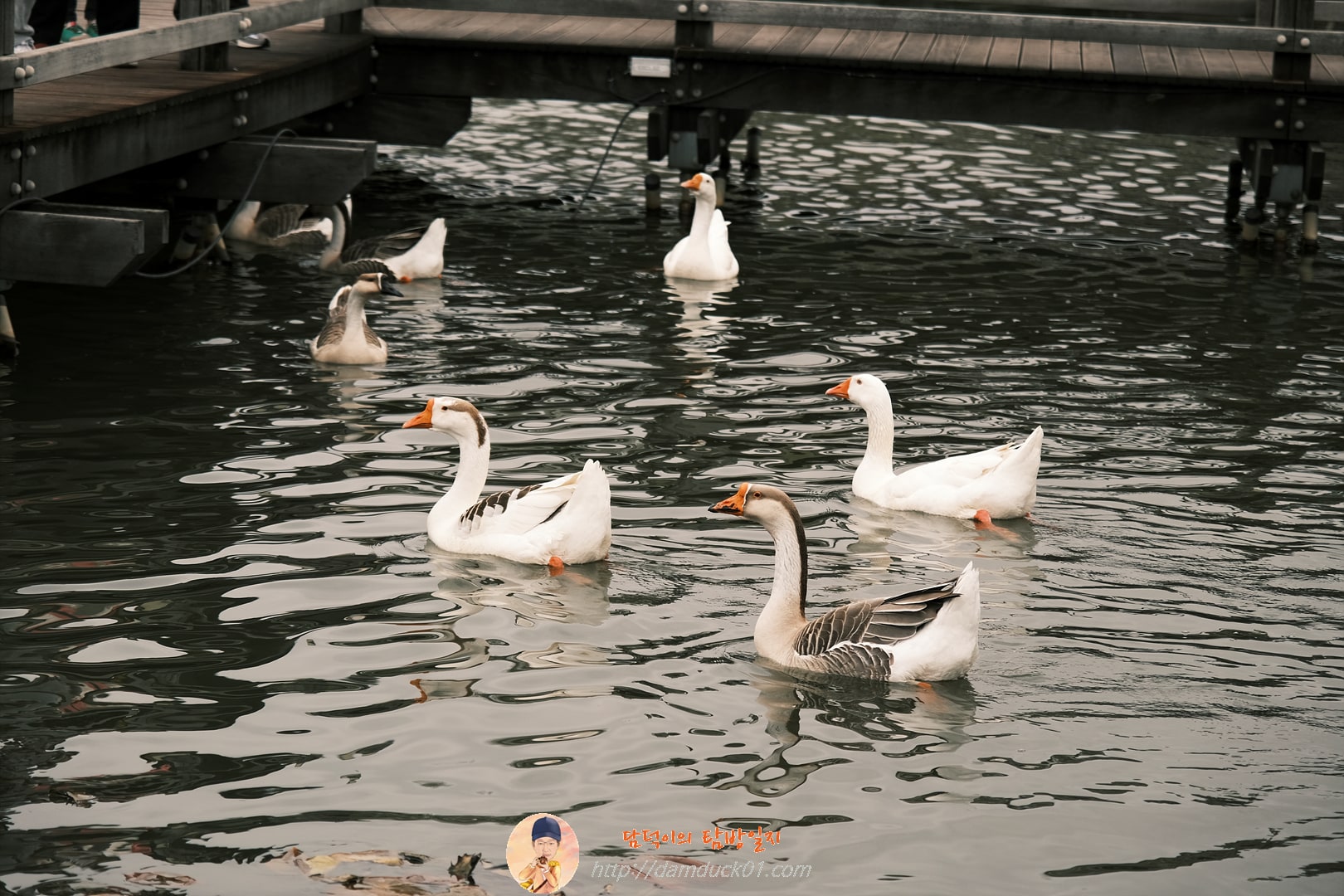 수변공원 복평지 거위
