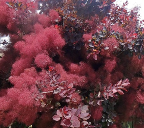 노지월동 정원수 