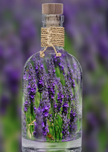 2025 퍼플섬 라벤더 축제