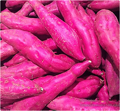 적색-보라색-고구마