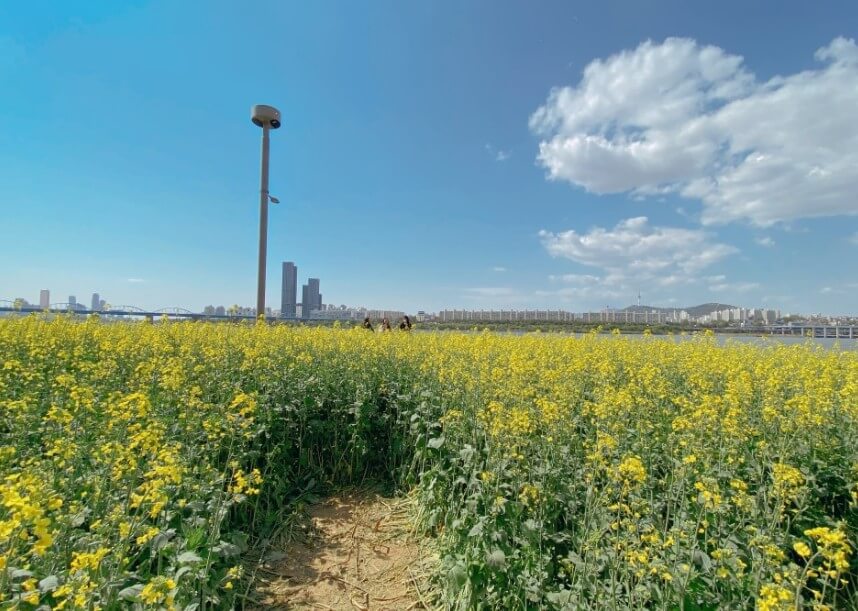 서래섬유채꽃축제