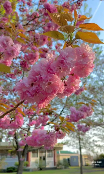 겹벚꽃 개화시기 숨겨진 명소_11