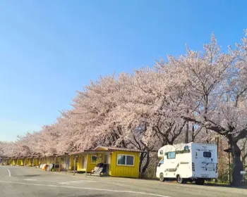 하동 십리벚꽃길 개화상황_10