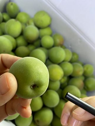 매실 효능 및 부작용, 먹는 방법