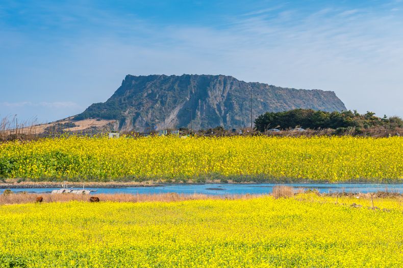 제주도 성산봉과 유채꽃
