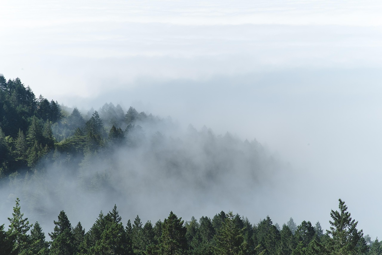 healing forest 관련 사진