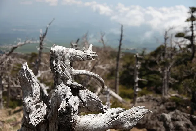 한라봉 재배 비가림 재배 가지 전정 당도 높이기_4