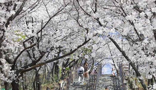 아산 벚꽃
