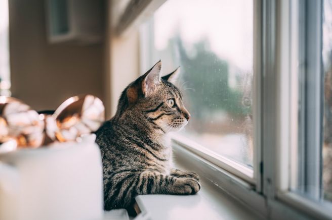 고양이