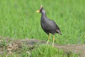 우드퍼드 뜸부기의 번식기 행동 변화를 내가 어떻게 이해했는가