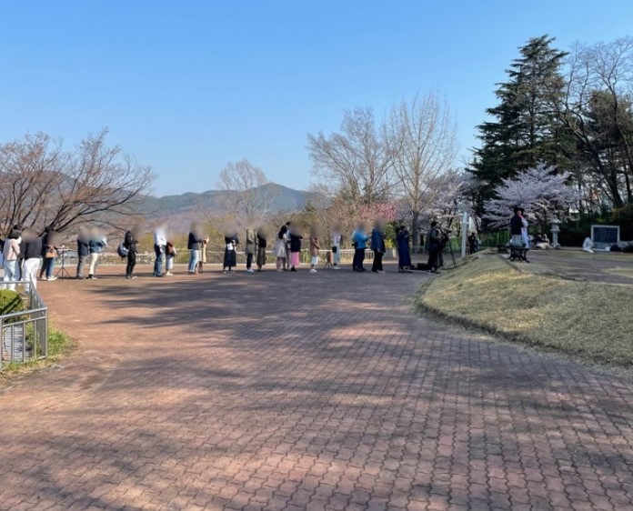 대구 벚꽃