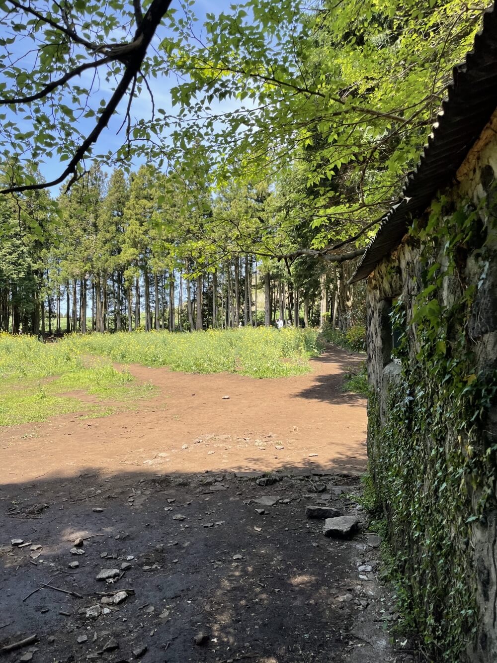 안돌오름-비밀의숲-오두막앞