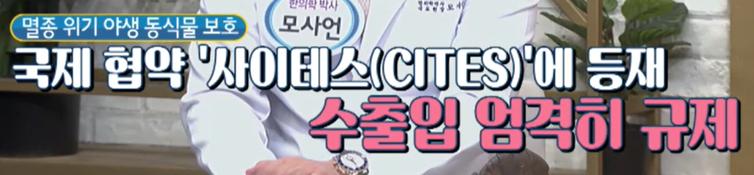 침향 고르는 법