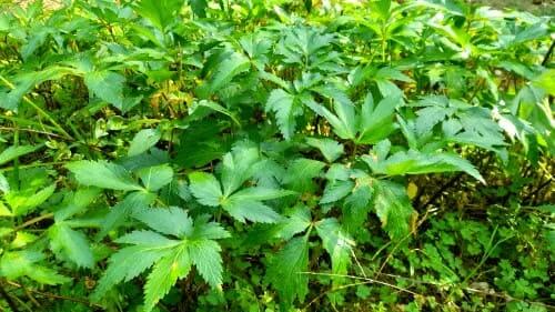 당귀재배법-노지육묘-이식재배-당귀묘-심는방법-정식-아주심기방법-심는시기-정식시기