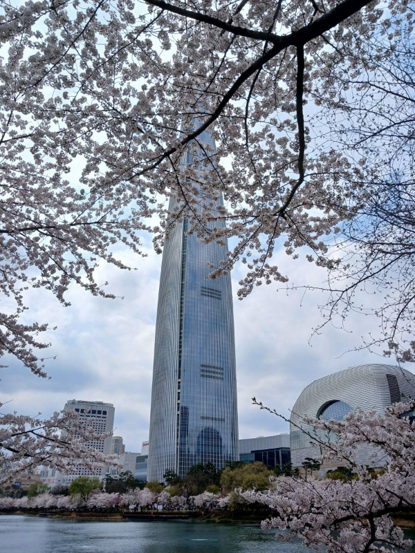 석촌호수 벚꽃 뒤 롯데월드타워