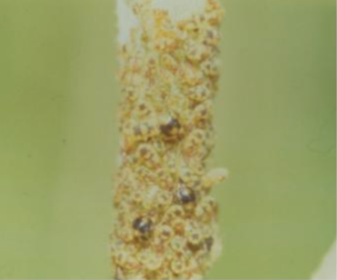 은백양털진딧물