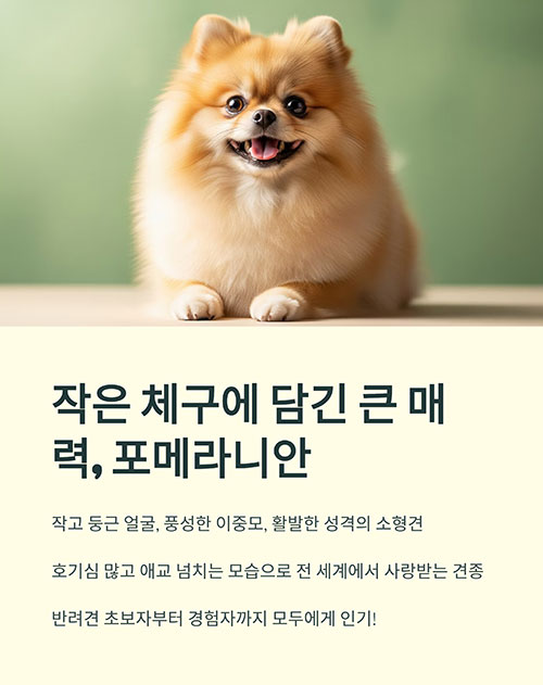 작은 체구에 담긴 큰 매력, 포메라니안