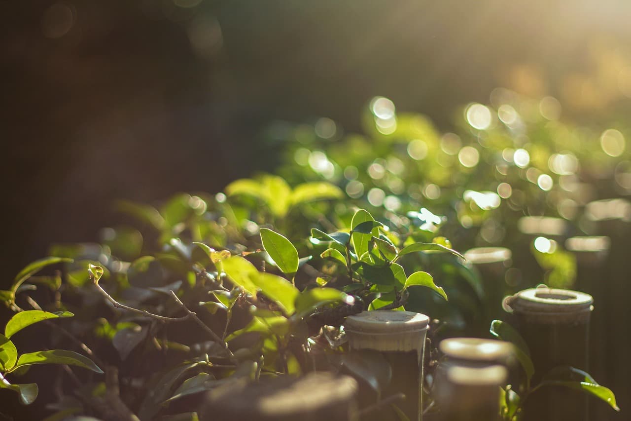 청소년 정신건강 회복을 위한 학교 식물 프로젝트 효과 분석