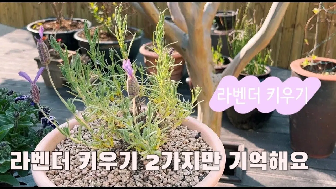 라벤더 키우기 물주기 향기관리 통풍일조 집에서도 가능한 관리_2