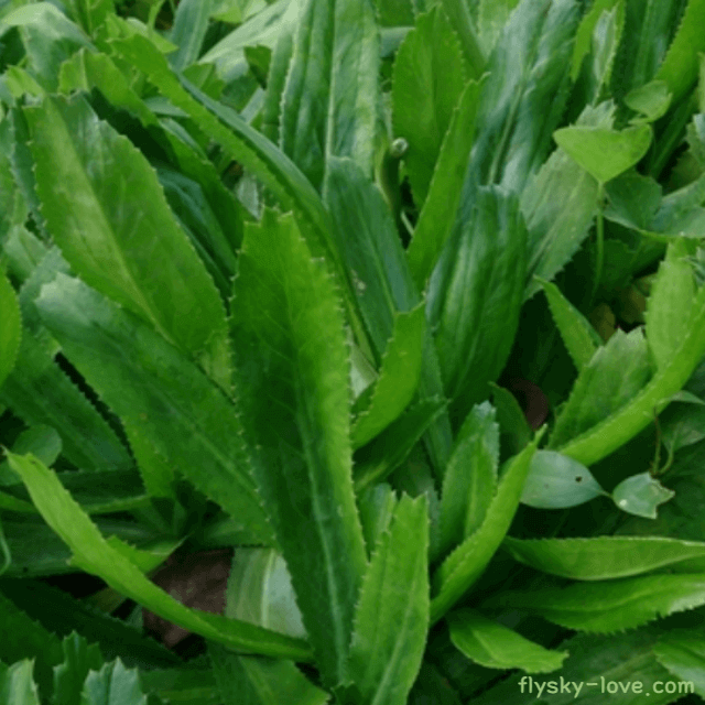 쿨란트로 (Culantro)