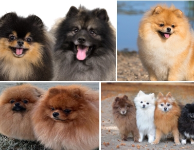 포메라니안 관련사진