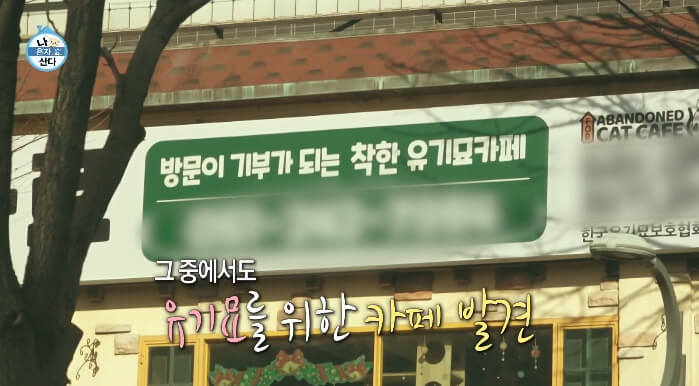 코쿤-고양이카페