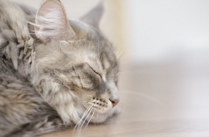 잠자는 고양이.