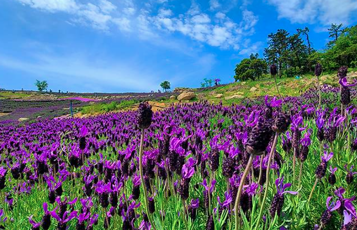 2025 퍼플섬 라벤더 축제