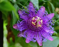 시계초 이미지 사진