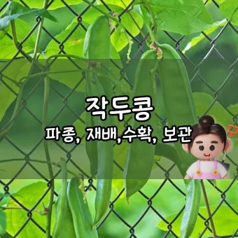 작두콩 재배 지지대 설치 덩굴 유인 건조 보관_13