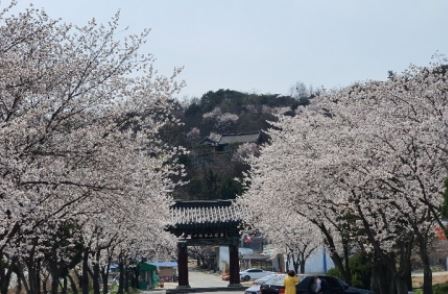 논산 벚꽃