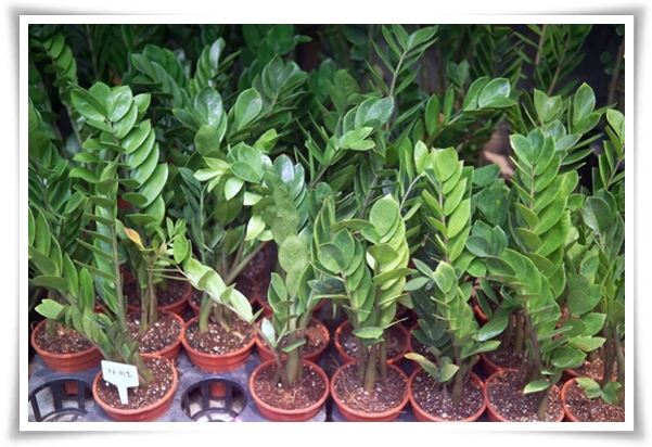 "금전수 키우기" 행운과 부를 불러오는 매력적인 식물!