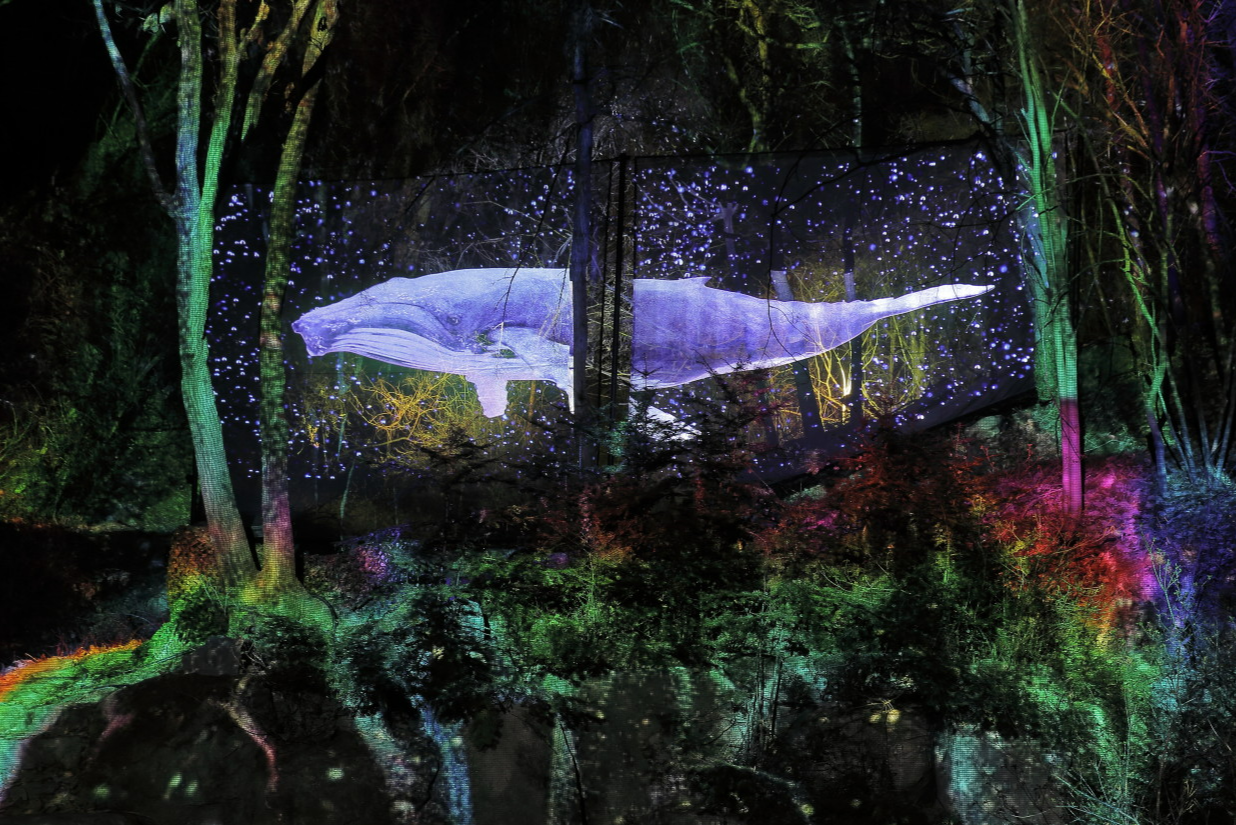 소나타 오브 라이트