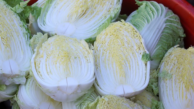 절일려고 반쪽씩 잘라놓은 배추들