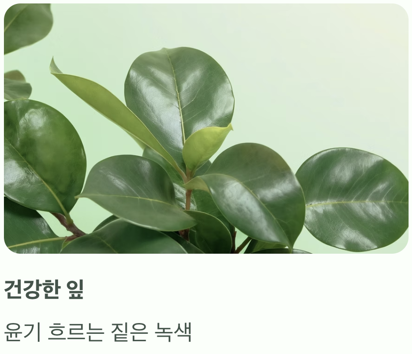 세 번째, 현재의 활력을 보여주는 '잎과 꽃눈'