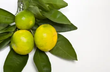 귤 가격 및 효능&amp;#44; 영양성분과 주의점