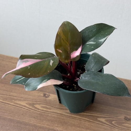 필로덴드론 핑크 프린세스