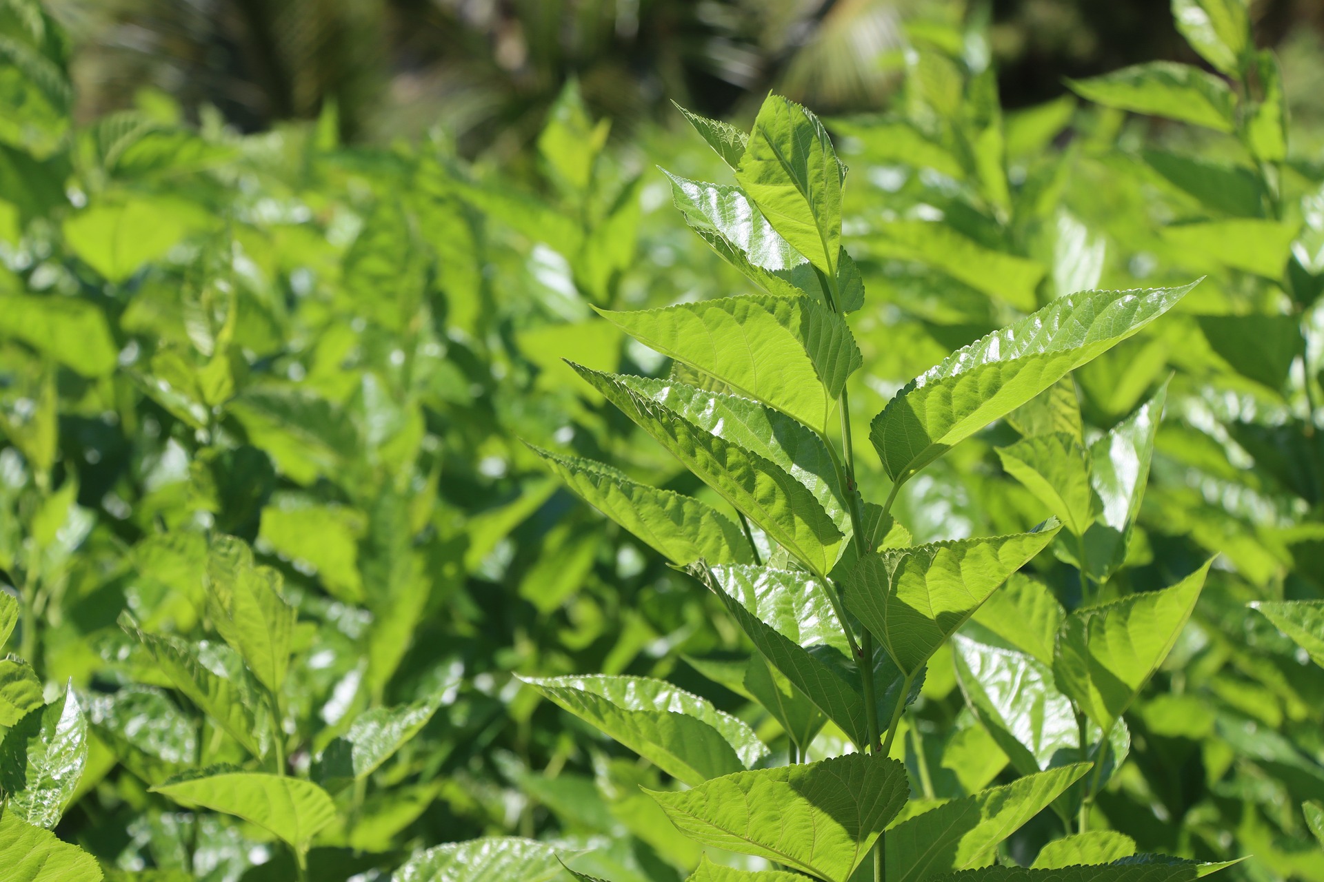 야생에서 자라고 있는 초록색의 뽕나무의 잎이 무리지어 있는 것을 확대해서 찍은 사진