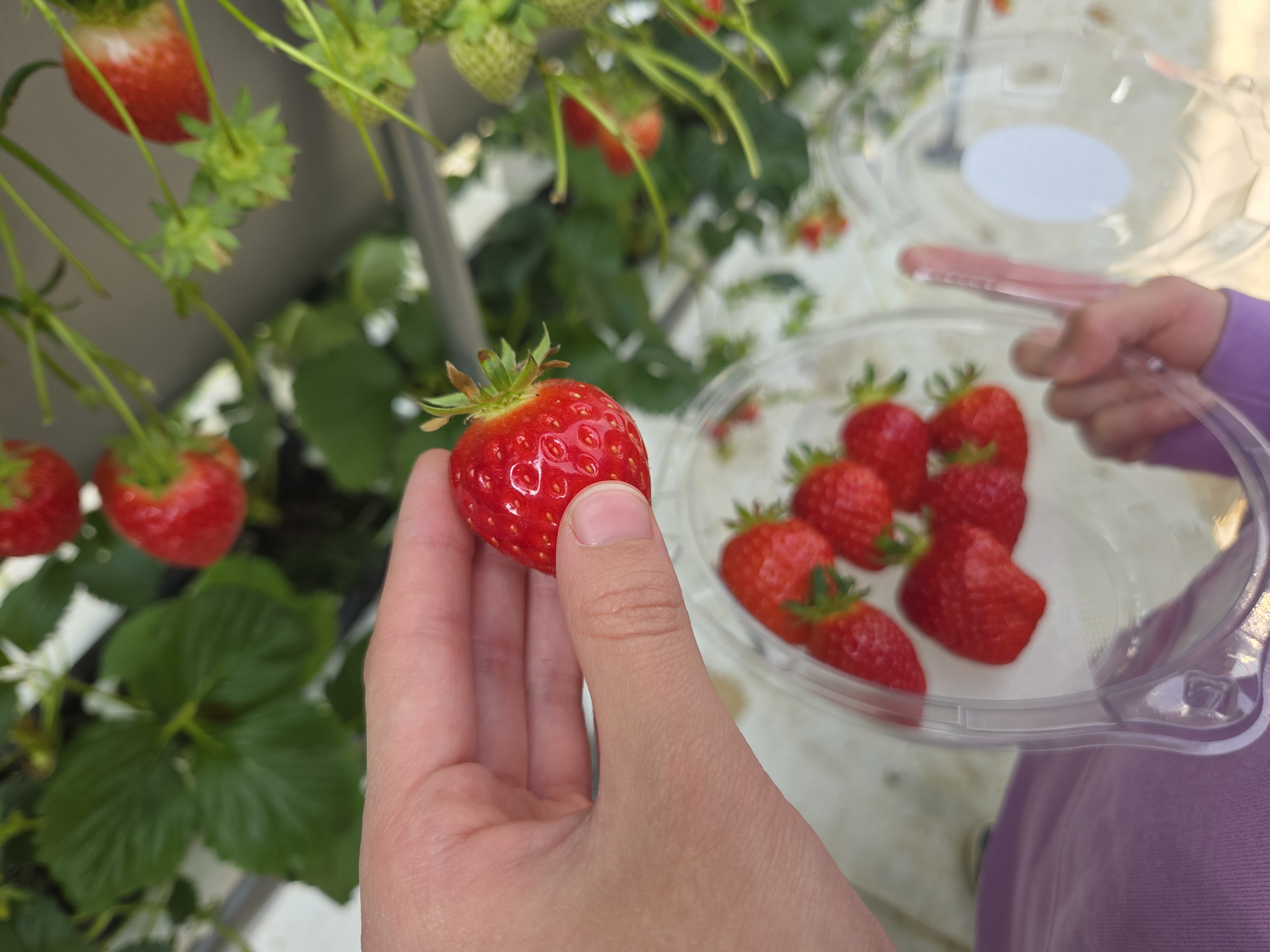 안성딸기힐링팜