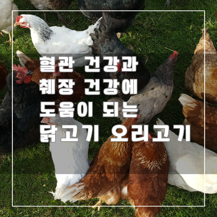 혈관건강과 췌장건강에 도움이 되는 닭고기,오리고기