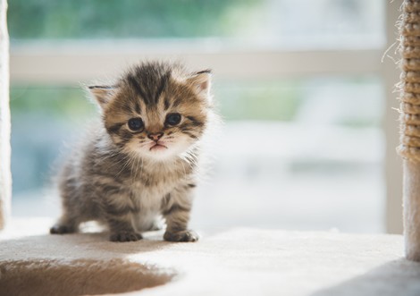 고양이2