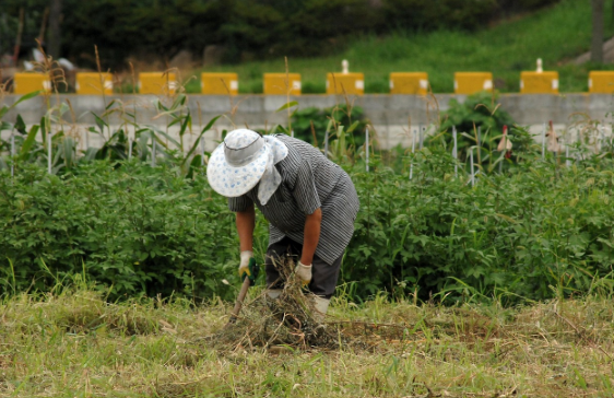 농지 팔지 않고 노후 연금 받기? &lsquo;농지연금 제도&rsquo; 꼭 확인하세요