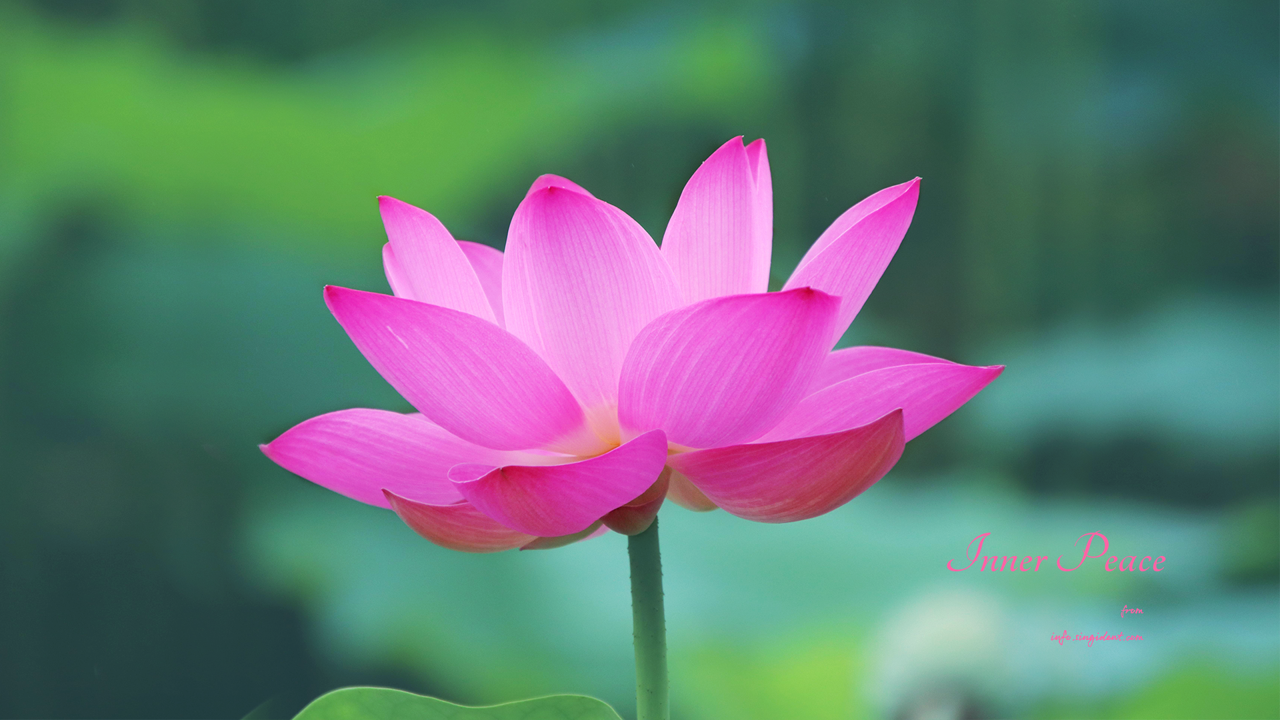 08 만개한 연꽃 C - Inner Peace 연꽃배경화면