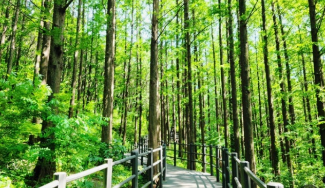 서울 안산자락길 메타세콰이어