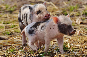 1월 7일 띠별 운세, 하루의 리듬을 점검하는 차분한 흐름