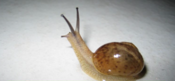 달팽이