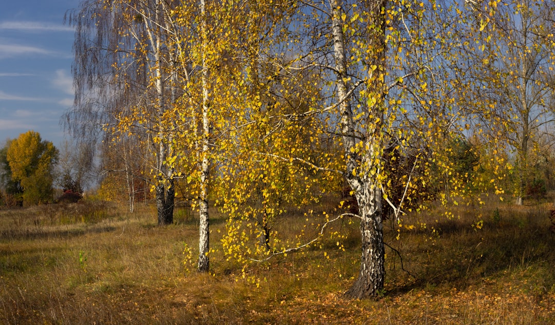 Birch