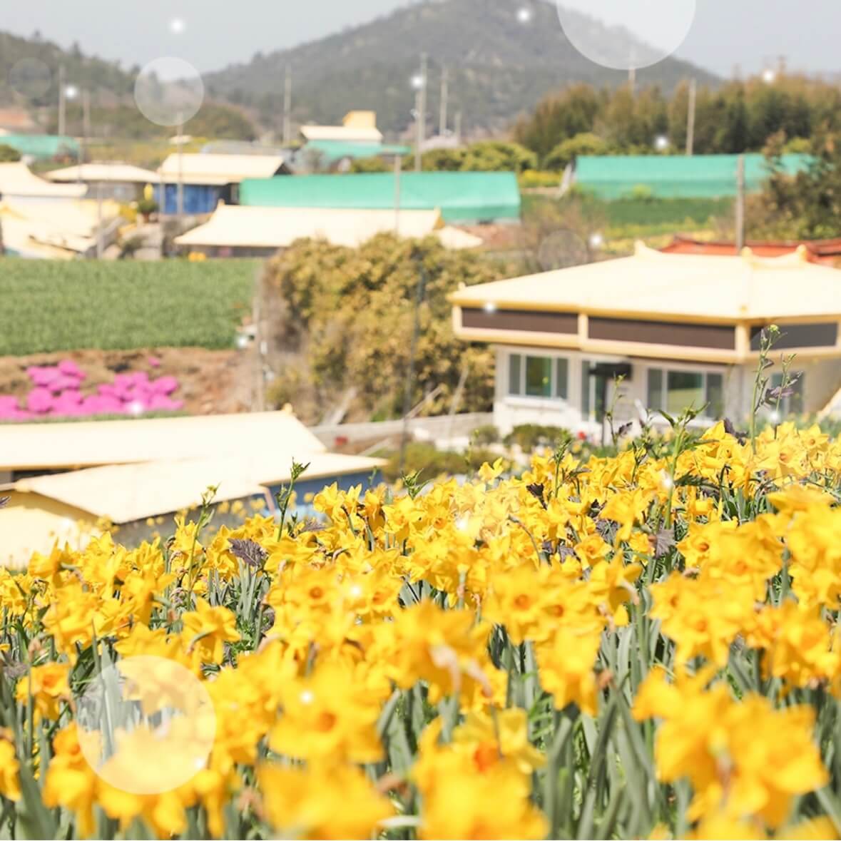 신안 선도 수선화 축제